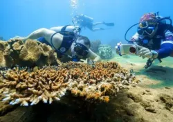 Tour lặn Diving đảo Cù Lao Chàm lặn bình khí 