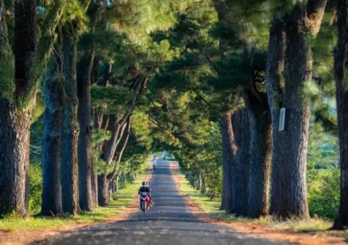 Tour Đà Nẵng Gia Lai Măng Đen